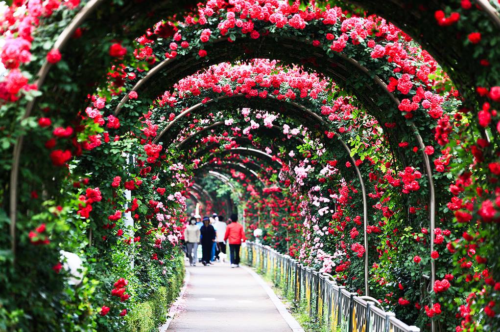Lễ hội hoa hồng Bulgaria lớn nhất Việt Nam tổ chức tại Hà Nội